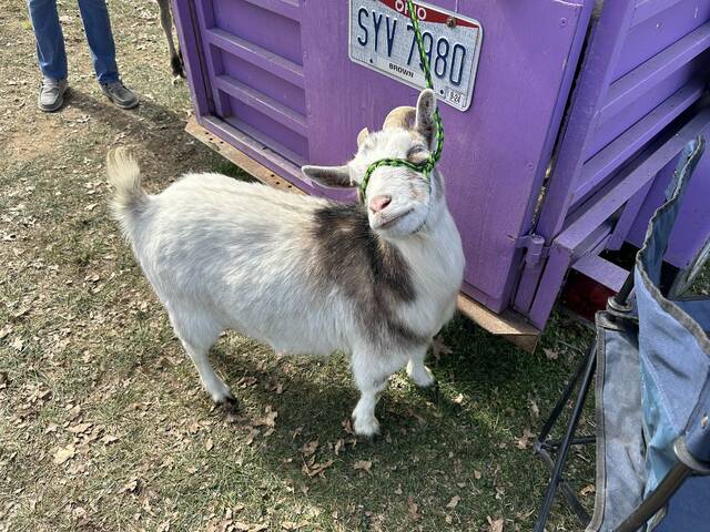 Darvee Plymessers goat looks forward to visits from Ripley-Union-Lewis-Huntington Elementary students during Incredible Kid Day held March 21. Photo by Wade Linville