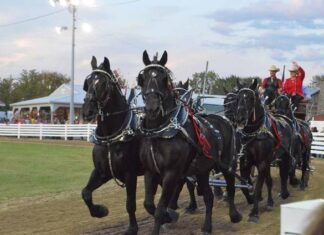 
			
				                                Back for this year’s Brown County Fair is the famous team of Whispery Pines Percheron Horses. Photo by Wade Linville
 
			
		